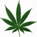 weed-leaf